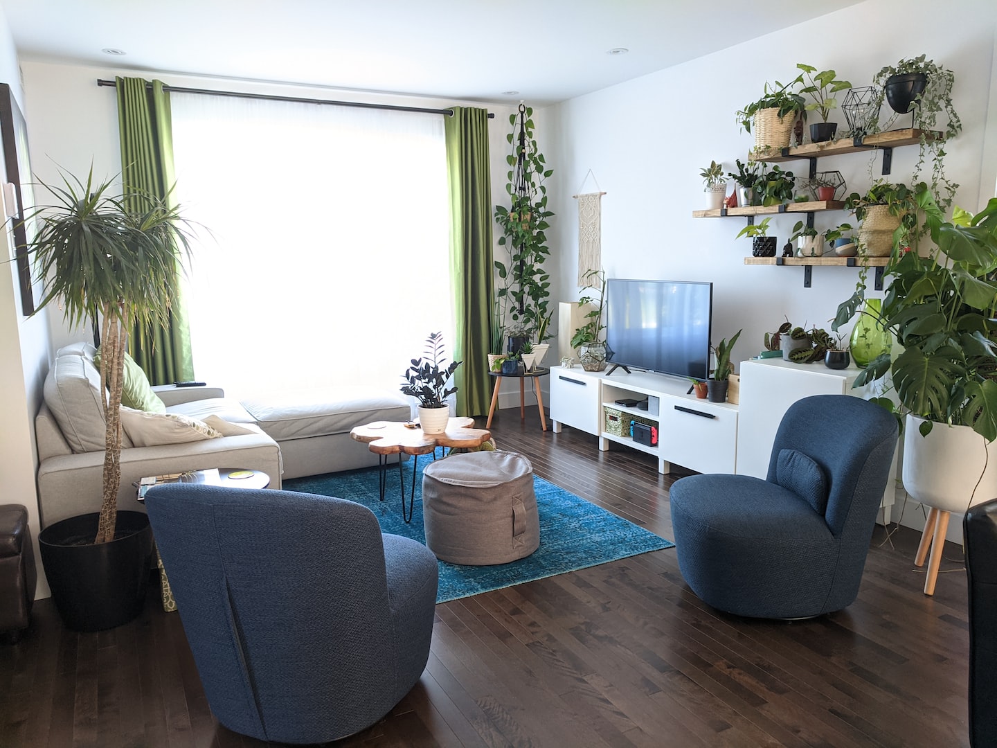 the room is complimented ny the taller plants as well as the the shorter ones. decorating with house plants. bird of paradise, Monstera, ficus rubber tree